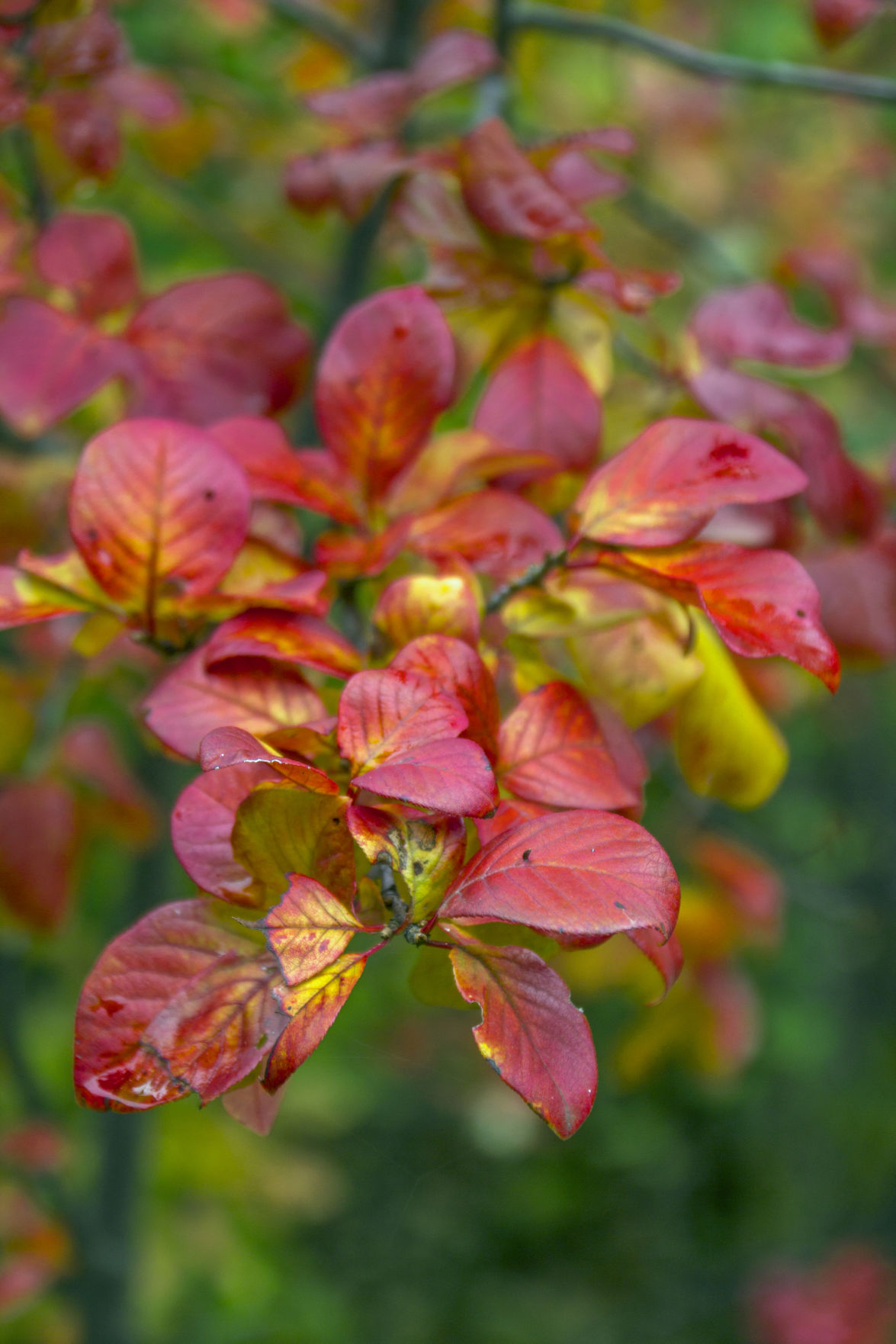 FALL COLORS